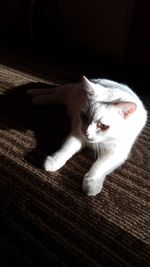 Portrait of a cat