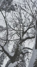 Low angle view of tree against sky