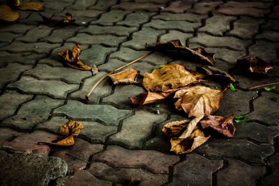 High angle view of dried leaves on footpath