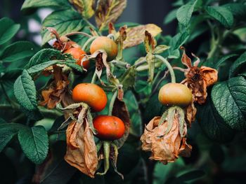 Close-up of rose hips