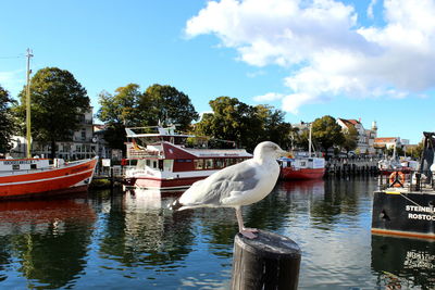 Swan in water