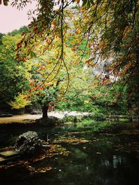 Trees by lake during autumn