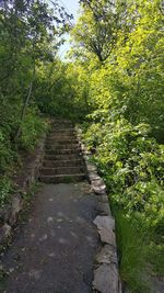 Walkway amidst trees in forest