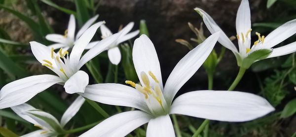 Close-up of white flowering plant