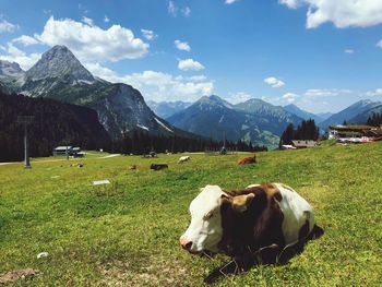 Cows in a field