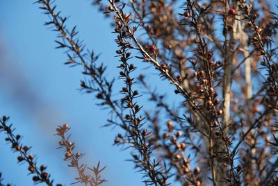 Low angle view of plants against sky