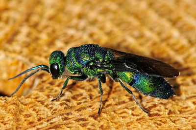 Close-up of insect on leaf