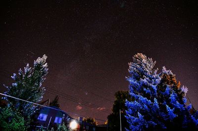Low angle view of trees against sky at night
