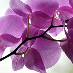 Close-up of pink orchid blooming outdoors