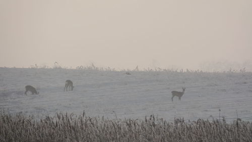 Deer standing on field during winter