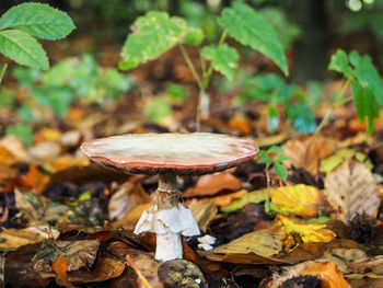 Close-up of mushroom on field in forest