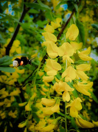 Close-up of bee pollinating on fresh yellow flower