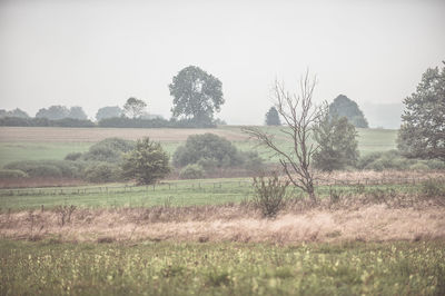 Scenic view of field against clear sky