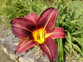 Close-up of day lily blooming outdoors