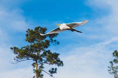 Low angle view of seagull flying in sky