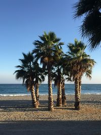 Palm trees on beach against clear sky