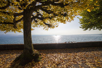 Tree on the lakeshore in autumn