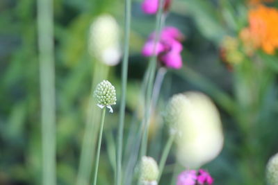 Close-up of bud growing on plant