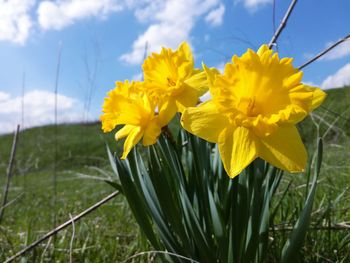 Close-up of yellow flowers