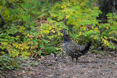 Close-up of a spruce grouse in the undergrowth