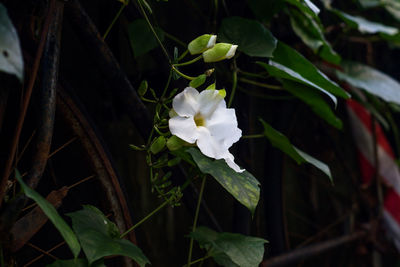 Close-up of white flowers blooming outdoors