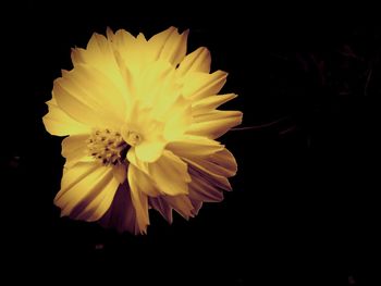 Close-up of flower over black background