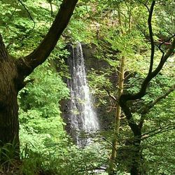 Waterfall in forest