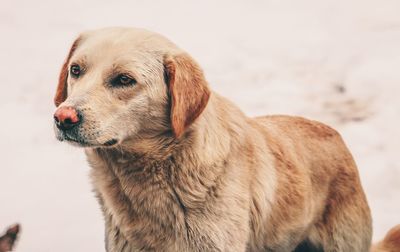 Close-up of dog