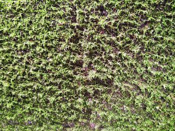 Full frame shot of green plants on land