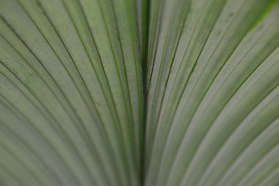 Full frame shot of palm leaves