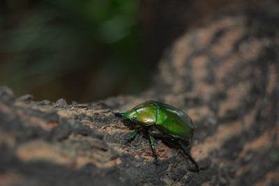 Close-up of insect on rock