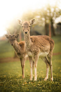 Portrait of deer standing on field