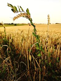 Crops growing on field against sky