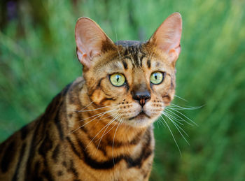 Close-up portrait of a cat