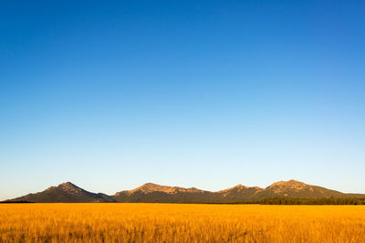 Scenic view of field and mountains against clear blue sky