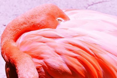 Close-up of a bird