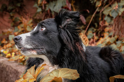 Close-up of a dog looking away