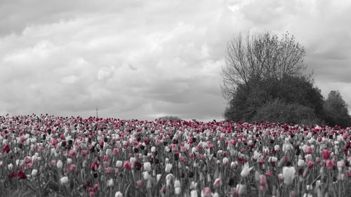 Pink flowers blooming on field against sky