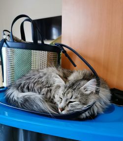 Close-up of cat sleeping on table