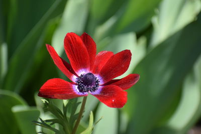 Close-up of red flower