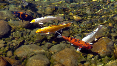 High angle view of koi carps swimming in lake