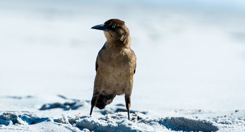 Close-up of bird