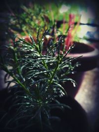 Close-up of wet plant