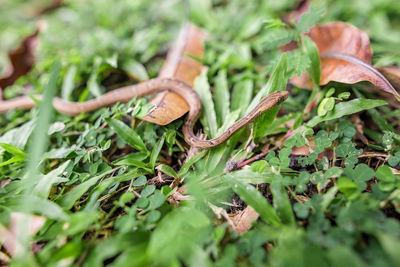 Close-up of fresh green leaves on plant in field