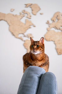 Cat sitting on a chair with world map background.