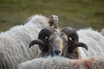 Close-up of sheep on field