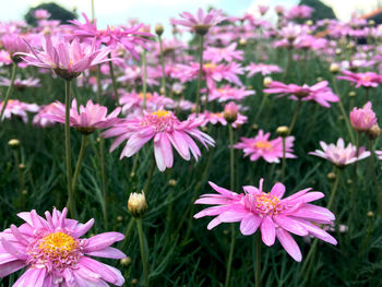 Close-up of pink flowering plants on field