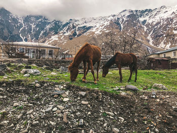 Beautiful horses in mountains 