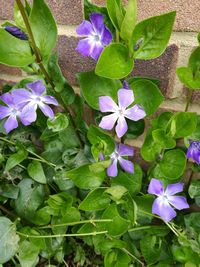 Close-up of purple flowers blooming outdoors