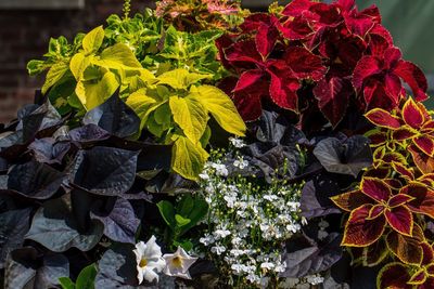 Close-up of flowers blooming outdoors